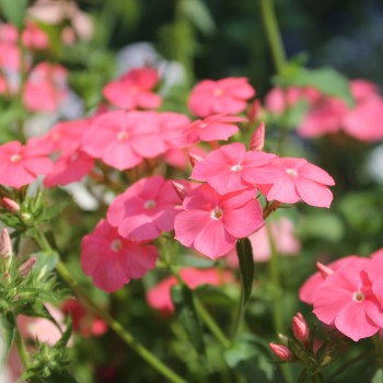 Phlox Beauty Salmon (Samen)