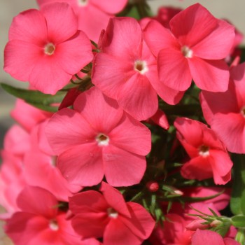 Phlox Beauty Salmon (Samen)