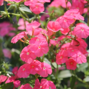 Phlox Beauty Salmon (Samen)