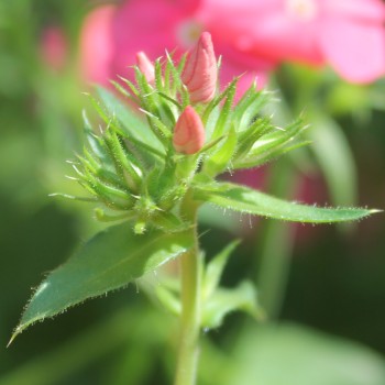 Phlox Beauty Salmon (Samen)