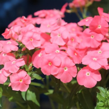 Phlox Beauty Salmon (Samen)