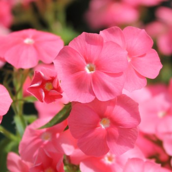 Phlox Beauty Salmon (Samen)