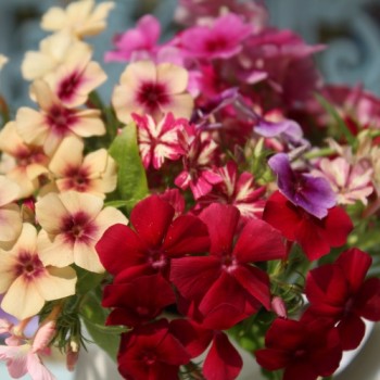 Phlox Starry Eyes (Samen)