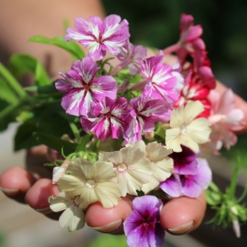 Phlox Starry Eyes (Samen)