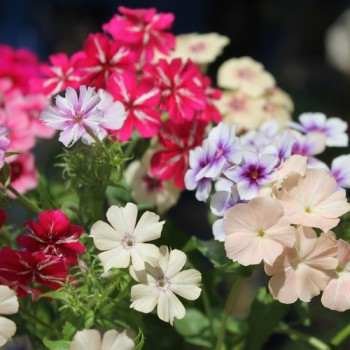 Phlox Starry Eyes (Samen)