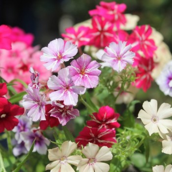 Phlox Starry Eyes (Samen)