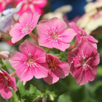 Phlox Starry Eyes (Samen)