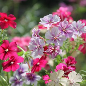Phlox Starry Eyes (Samen)
