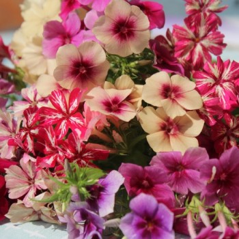 Phlox Starry Eyes (Samen)