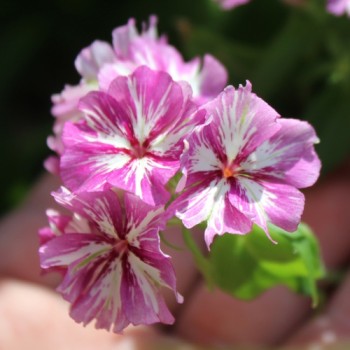 Phlox Starry Eyes (Samen)