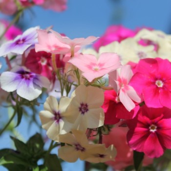 Phlox Tapestry (Samen)