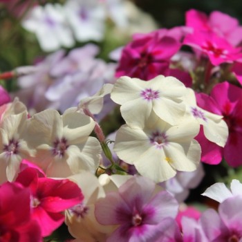 Phlox Tapestry (Samen)