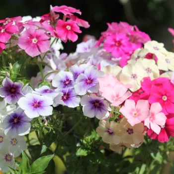 Phlox Tapestry (Samen)