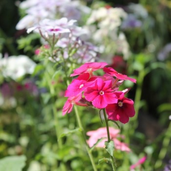 Phlox Tapestry (Samen)