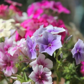 Phlox Tapestry (Samen)