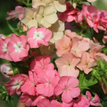 Phlox of Sheep (Samen)