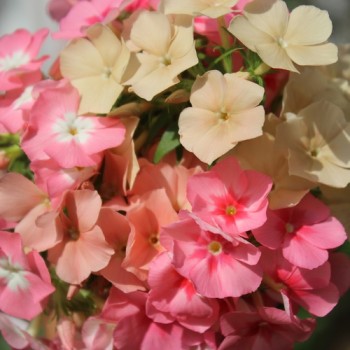 Phlox of Sheep (Samen)