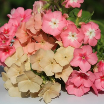 Phlox of Sheep (Samen)