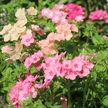 Phlox of Sheep (Samen)