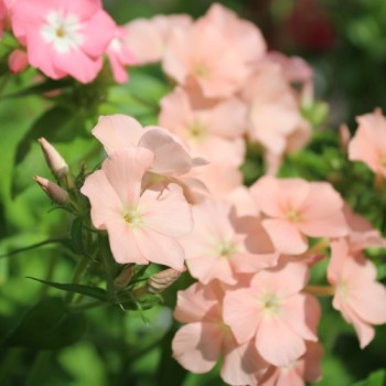 Phlox of Sheep (Samen)