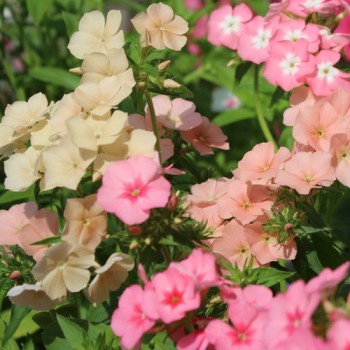 Phlox of Sheep (Samen)