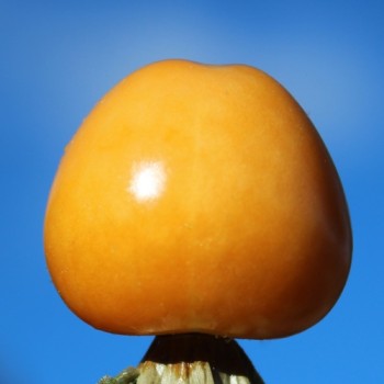 Andenbeere Columbia Cherry (Samen)