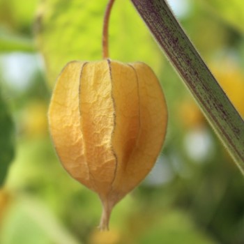 Andenbeere Columbia Cherry (Samen)