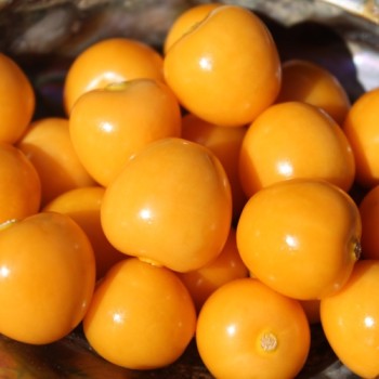 Andenbeere Columbia Cherry (Samen)