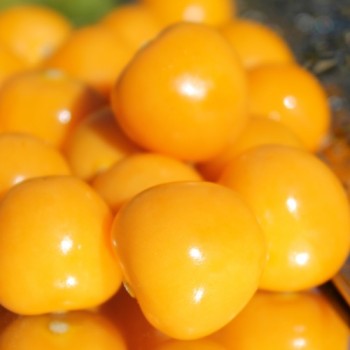 Andenbeere Columbia Cherry (Samen)