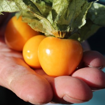 Andenbeere Columbia Cherry (Samen)