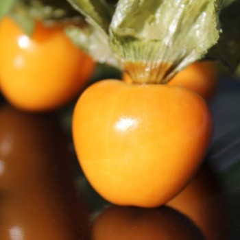 Andenbeere Columbia Cherry (Samen)