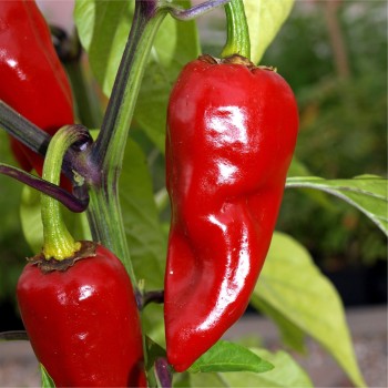 Chili Piment d'Espelette (Schärfe 4) (Samen)