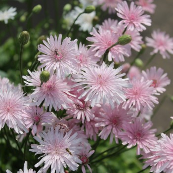 Pippau rosa (Samen)