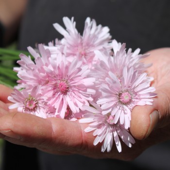 Pippau rosa (Samen)