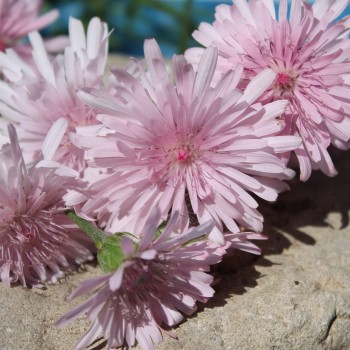 Pippau rosa (Samen)