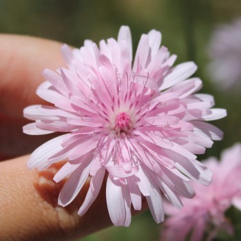 Pippau rosa (Samen)