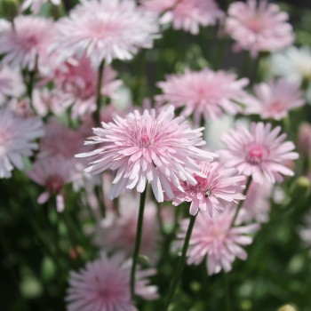 Pippau rosa (Samen)