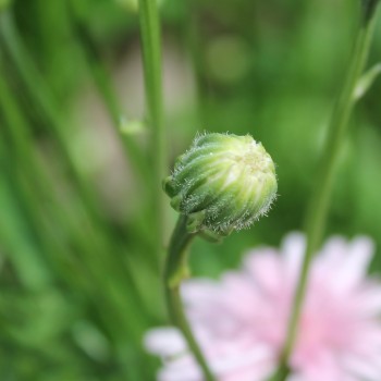 Pippau rosa (Samen)
