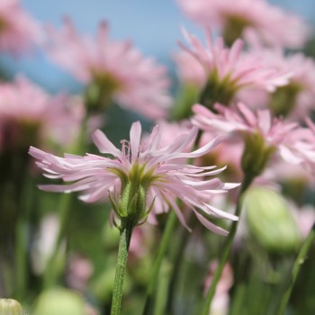 Pippau rosa (Samen)