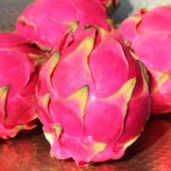 Pitahaya pinkfleischig (Samen)