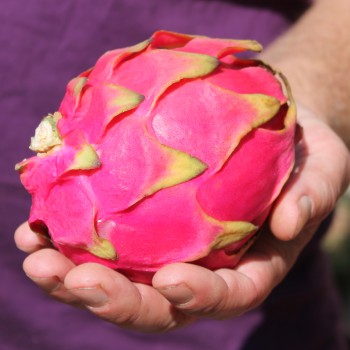 Pitahaya pinkfleischig (Samen)