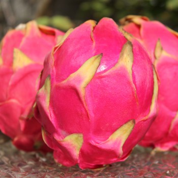 Pitahaya pinkfleischig (Samen)