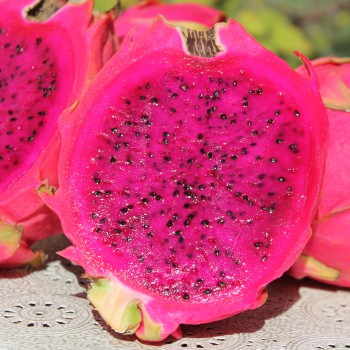 Pitahaya pinkfleischig (Samen)