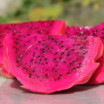 Pitahaya pinkfleischig (Samen)