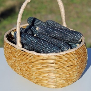 Popmais Miniature Blue (Samen)