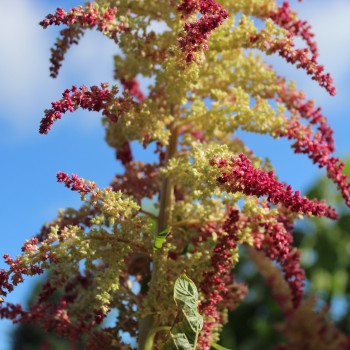 Popp-Amaranth Alegria (Samen)