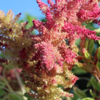Popp-Amaranth Alegria (Samen)