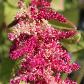 Popp-Amaranth Alegria (Samen)