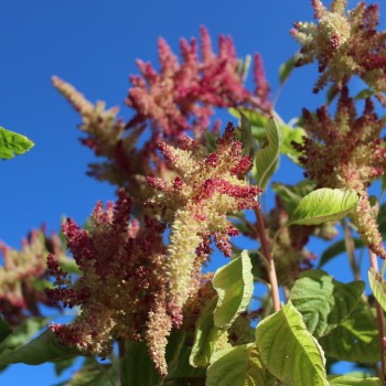 Popp-Amaranth Alegria (Samen)
