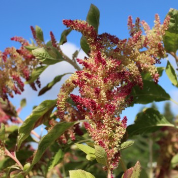 Popp-Amaranth Alegria (Samen)